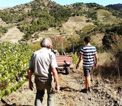 visite de domaine viticole Catalogne