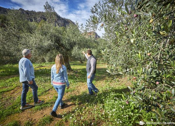 Olive oil tourism Priorat