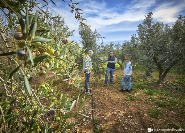 Olive oil tourism Priorat