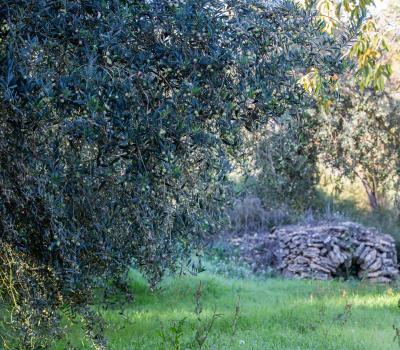 Olive oil tourism Catalonia